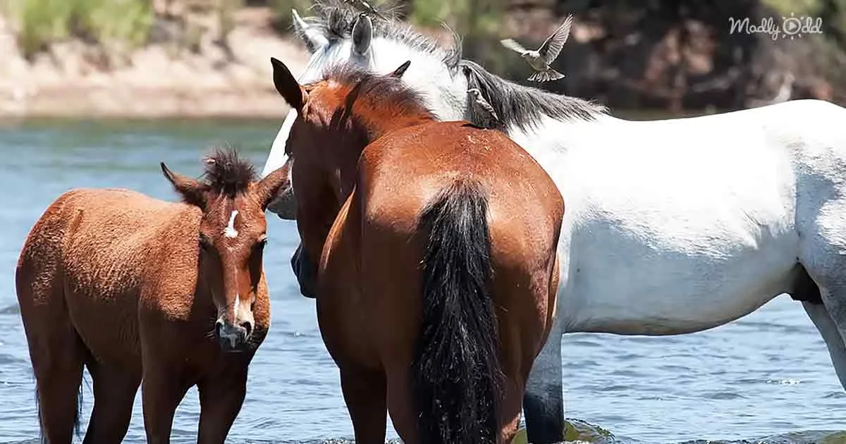 A group of horses, including a foal, stands in shallow water near a riverbank, with a bird perched on one horse's back.