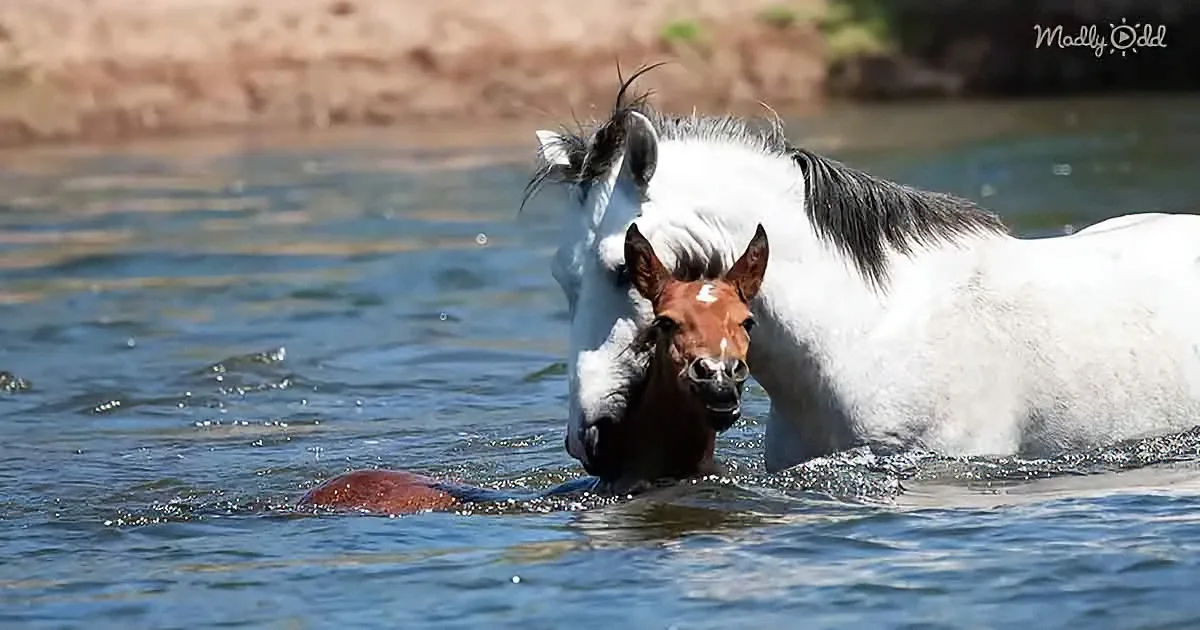 A white and brown horse with a foal are swimming in a body of water.