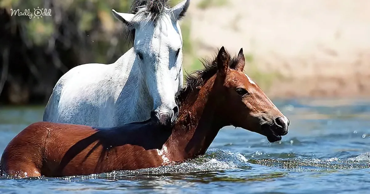 A white horse and a brown foal are swimming together in a body of water.