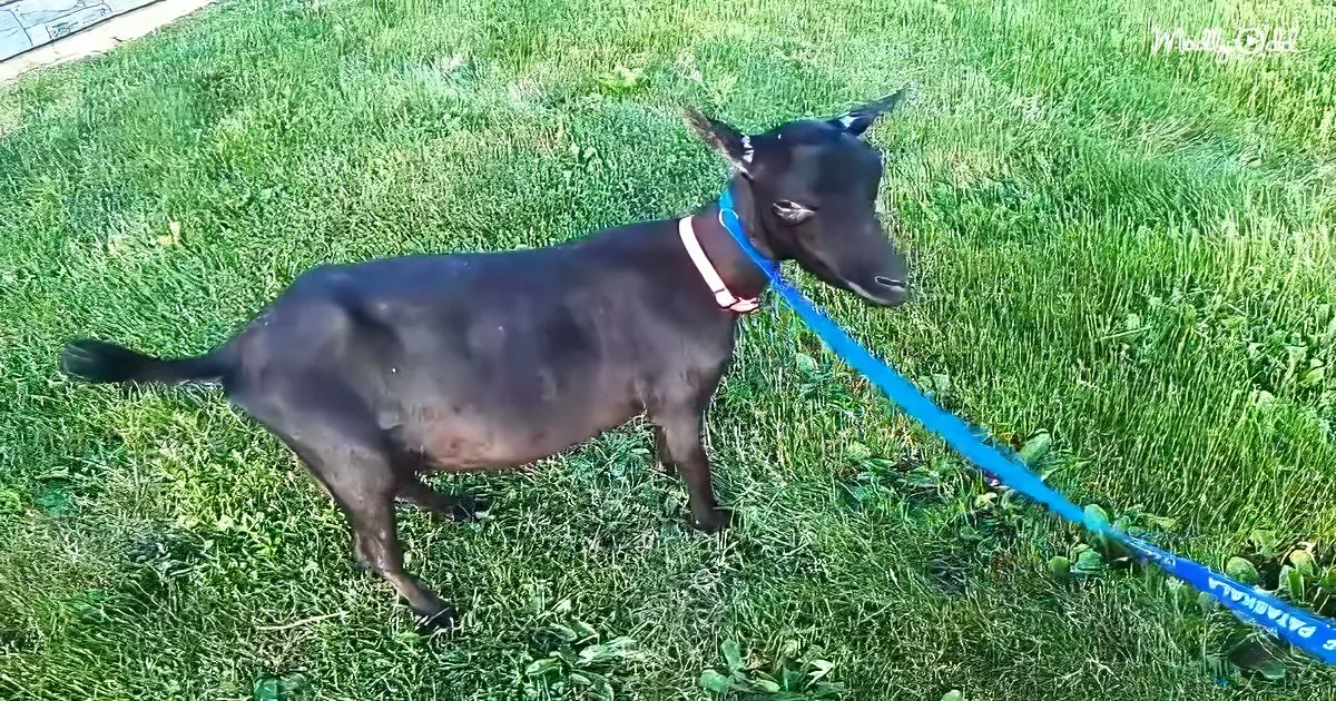 A black goat wearing a blue leash stands on green grass, looking to the right.