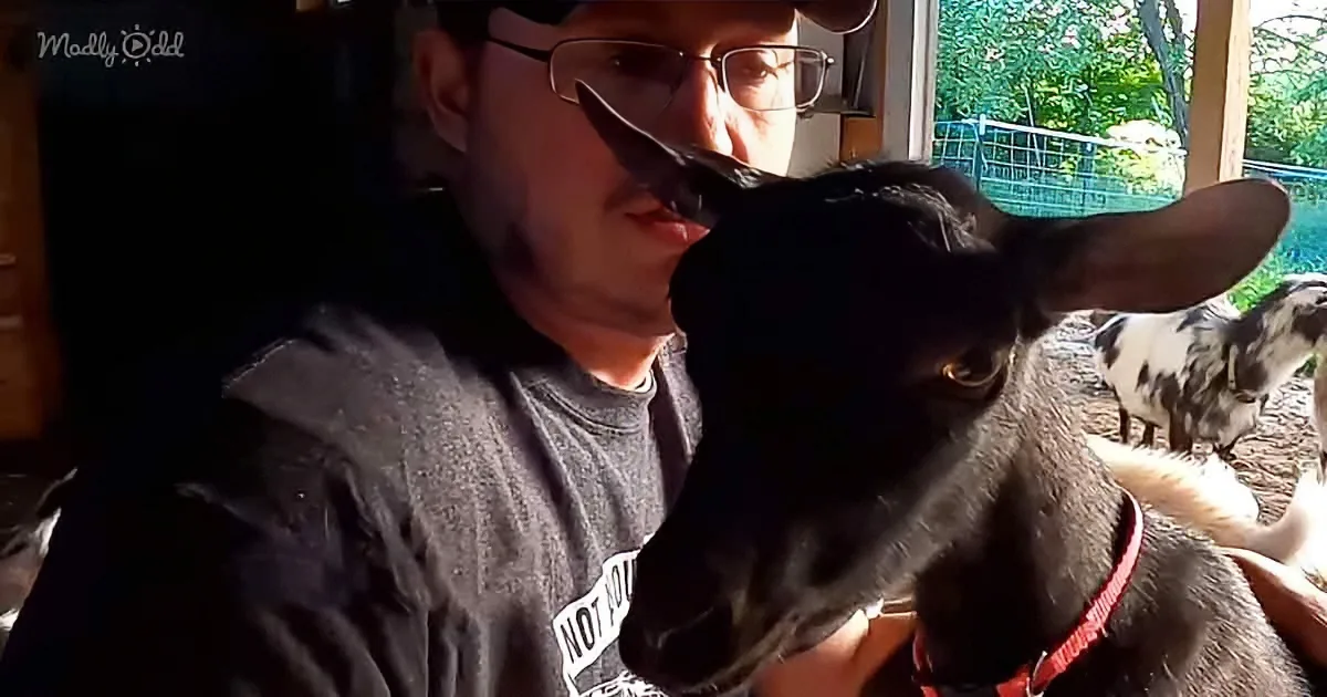 The Cutest Goat Ever Follows Her New Dad Around Everywhere