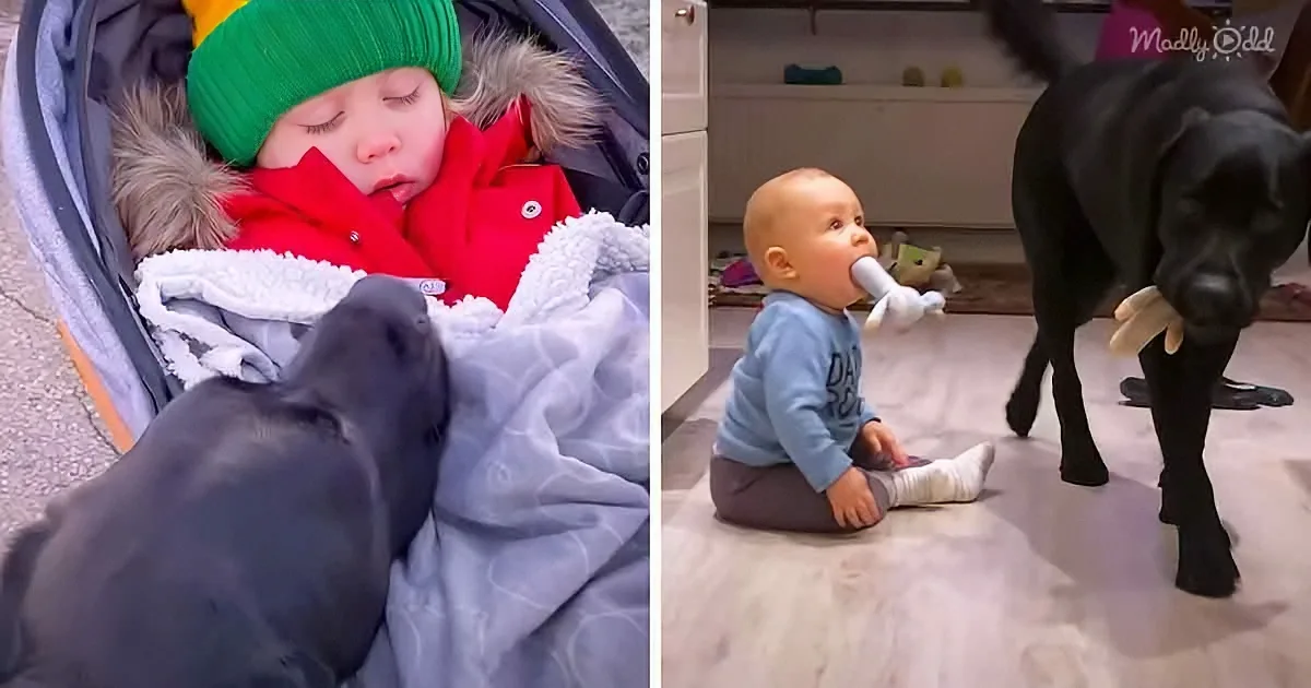 Dog Teaches His Human Baby Brother How to Be a Puppy