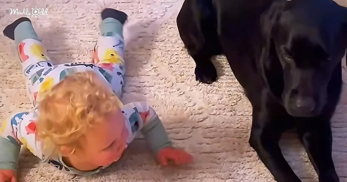 Dog and his human baby brother