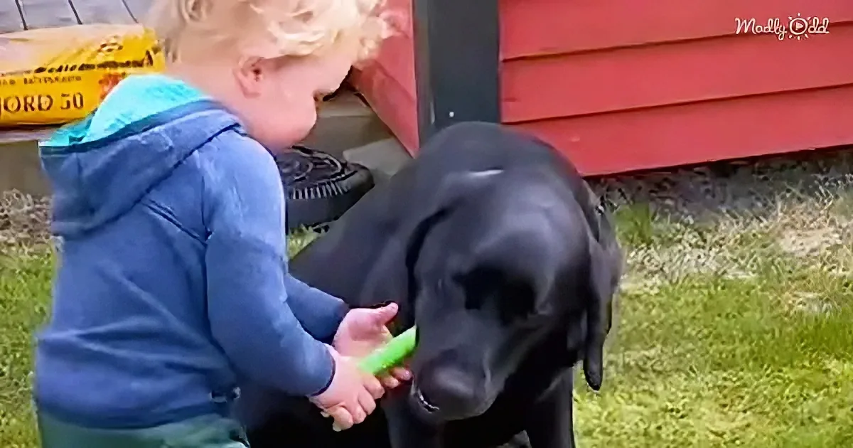 Dog and his human baby brother
