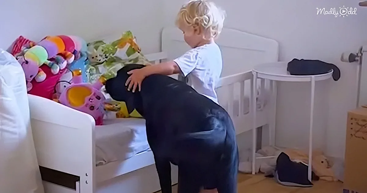 Dog and his human baby brother
