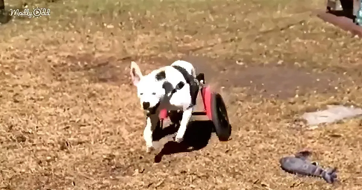 A black-and-white dog in a red wheelchair runs on a dirt path.