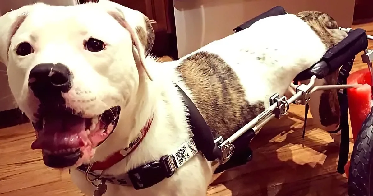 A happy white dog with a red collar and a harness, sitting in a wheelchair indoors.