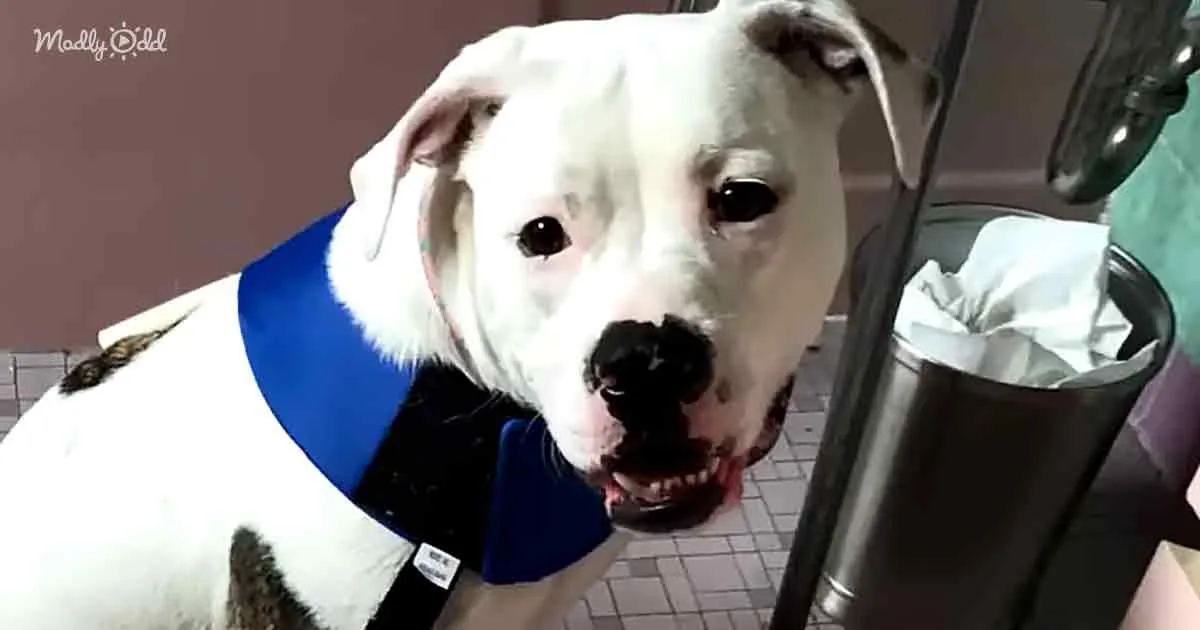A white dog with a blue collar and a black leash is looking up, appearing curious or concerned.