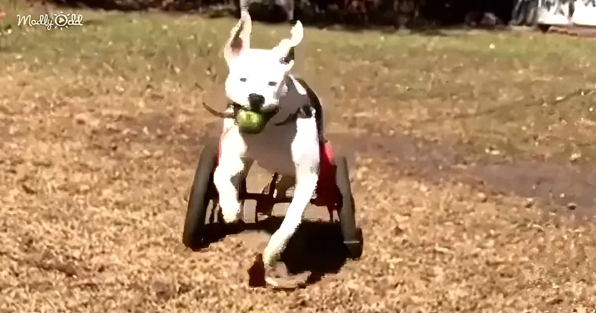 Paralyzed Puppy Runs With Unbridled Joy in Her New Wheelchair