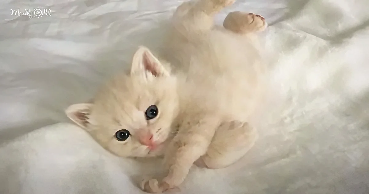 A fluffy cream-colored kitten lies on its back on a white surface, looking up with wide eyes.
