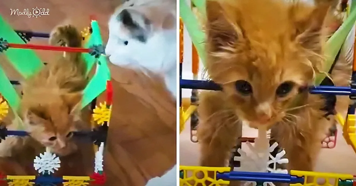 One-of-a-Kind Kitty in a Tiny Little Wheelchair