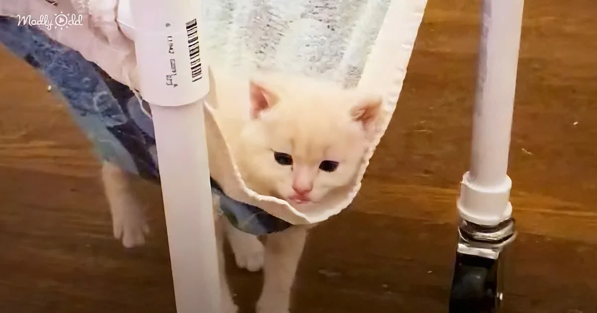 A white kitten with a pink nose is peeking out from under a white plastic pipe on a wooden floor.