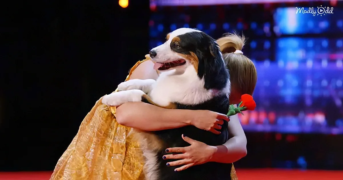 A dog, wrapped in a yellow cloth, is being hugged by a person on a stage with a blurred audience in the background.