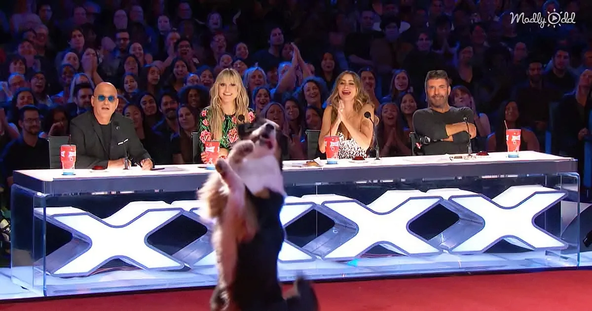 The Glamour Aussies on AGT