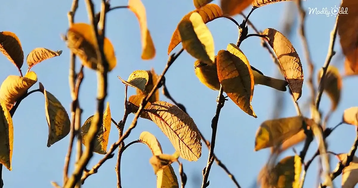 A bird perches among autumn leaves against a clear blue sky.