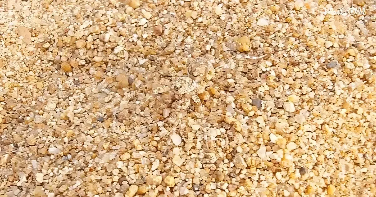 A small, camouflaged creature blends into sandy ground, resembling pebbles and shells.