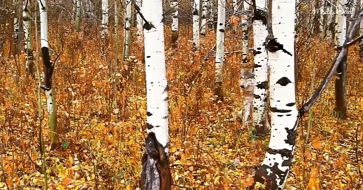 White birch trees with black spots stand amidst a forest floor covered in fallen golden leaves.