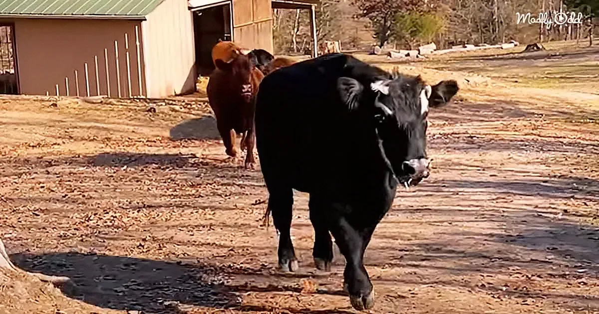 Brave Bull and His Brothers Escape Slaughterhouse for Sanctuary