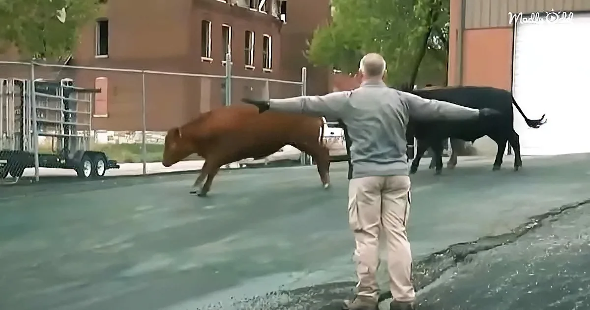 A man in a gray shirt and khaki pants stands with outstretched arms, guiding a brown cow in a fenced area.