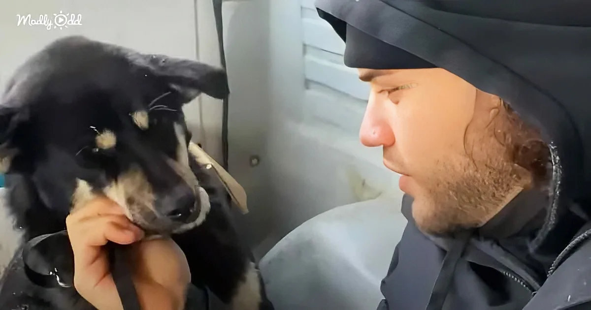 A man in a black hoodie holds a black and white dog with a white patch on its face, looking at each other.