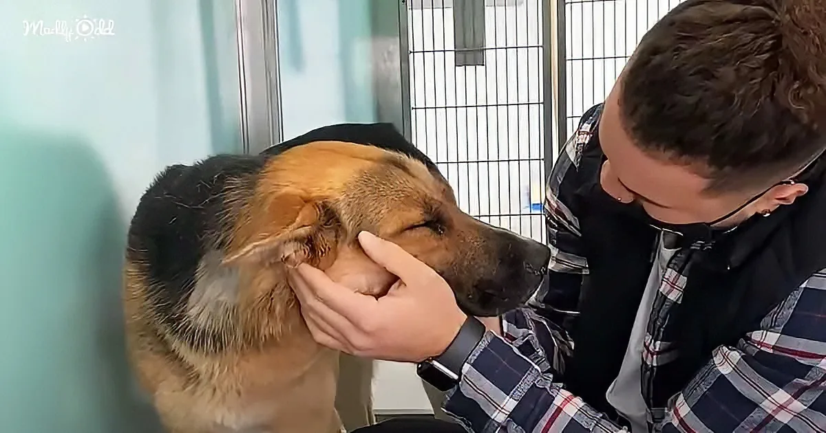 A man gently pets a German Shepherd dog in a veterinary setting.