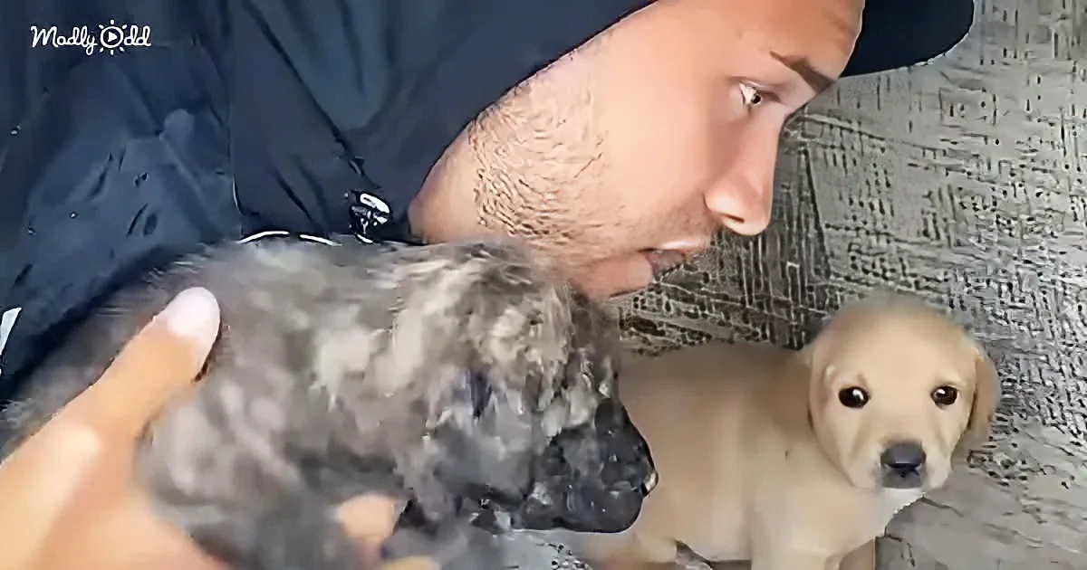 A man holds a fluffy gray puppy, while a light brown puppy sits nearby, both on a textured surface.