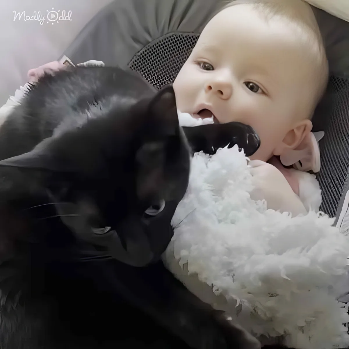 A baby and a black cat share a tender moment, both holding a fluffy white toy.