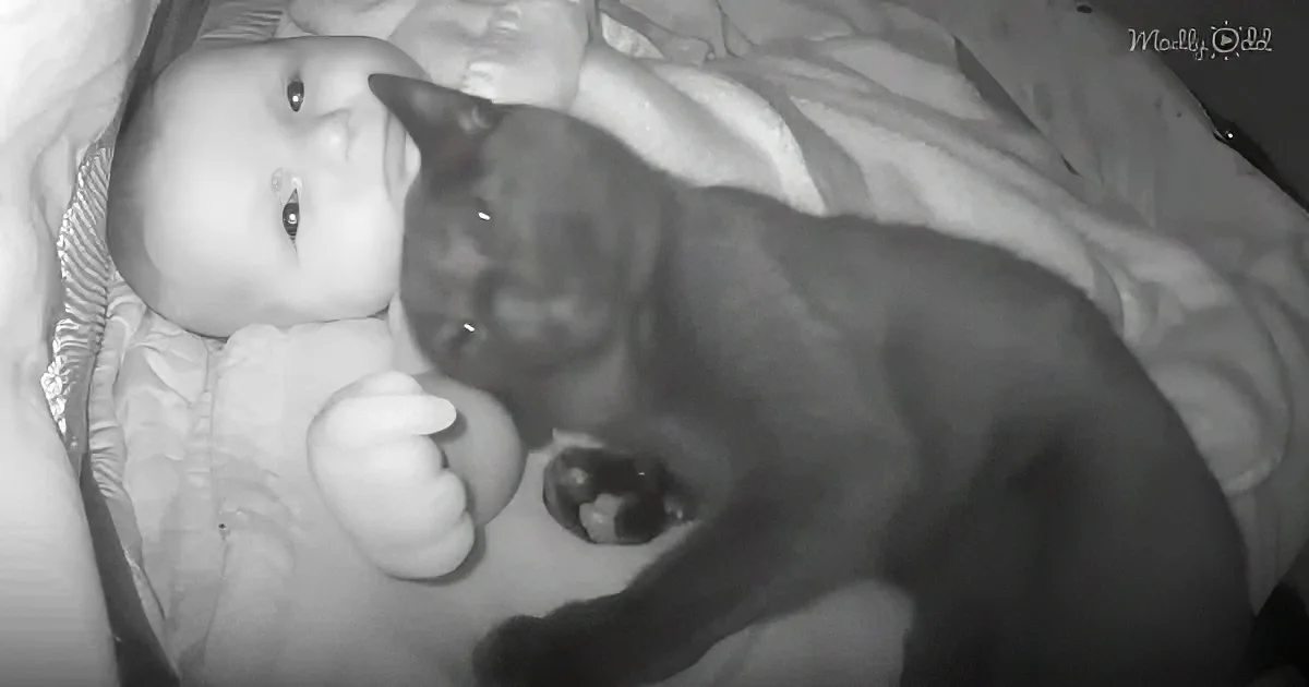 Kitten Gets Caught on Cam Sneaking Into Crib to Cuddle