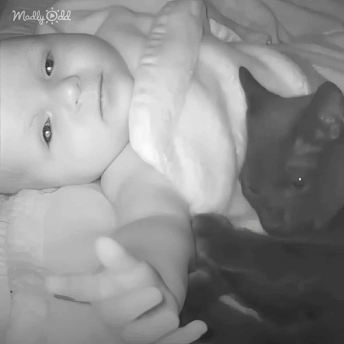 A baby with a pacifier is lying on a bed, holding a hand, with a cat nearby.