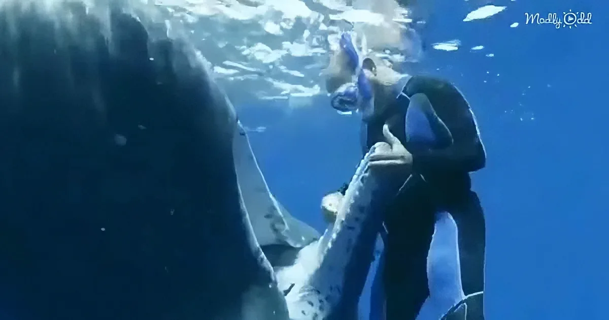 A diver interacts closely with a large shark underwater, showcasing a unique encounter.