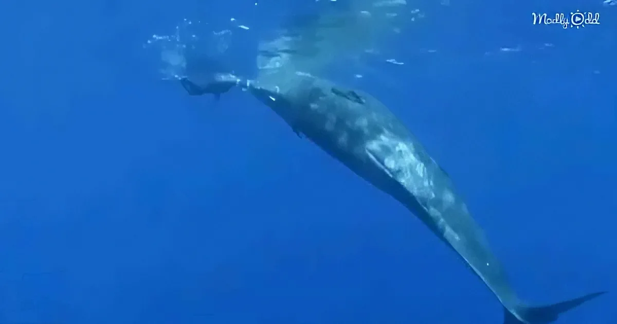 Sperm Whale Asks Diver to Free Him From a Fishing Hook