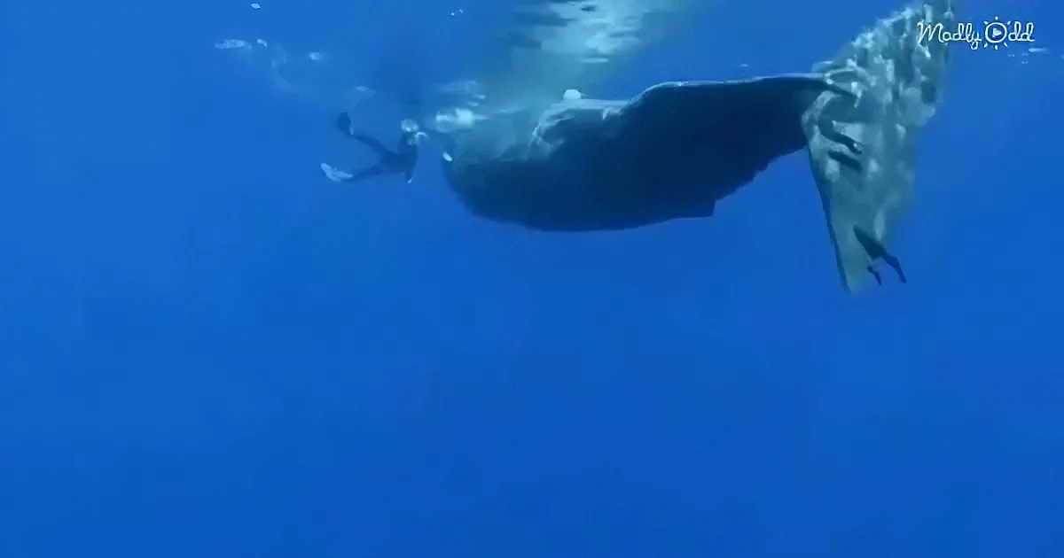 A whale swims gracefully through clear blue ocean waters, its tail visible.