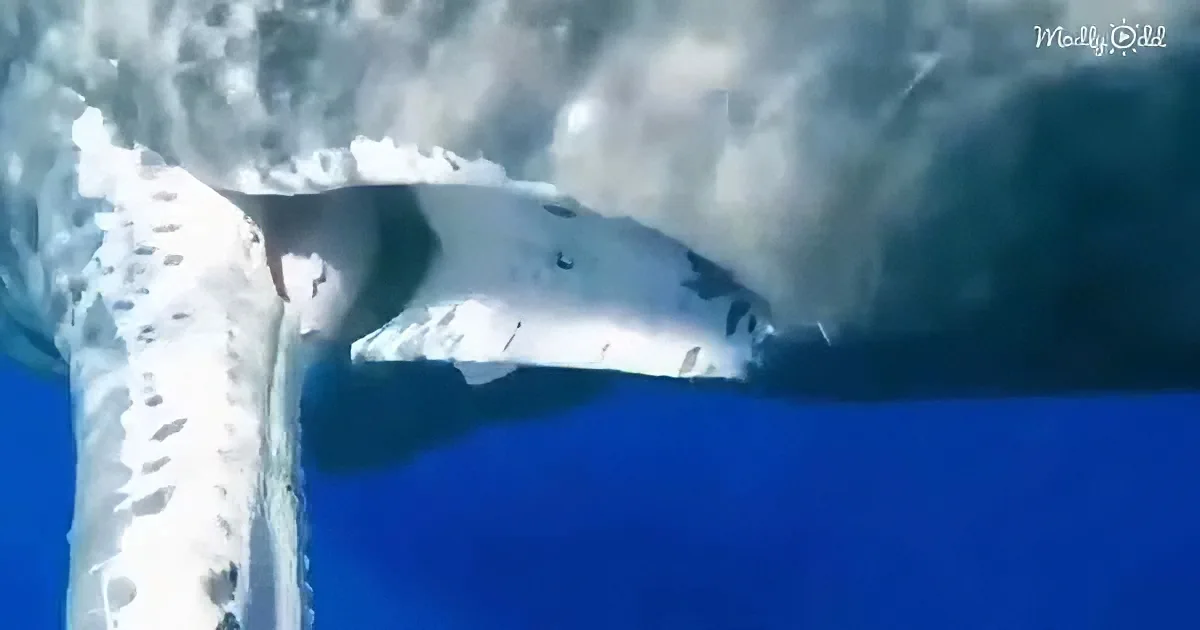 A whale's tail and part of its body are visible underwater, surrounded by blue water.