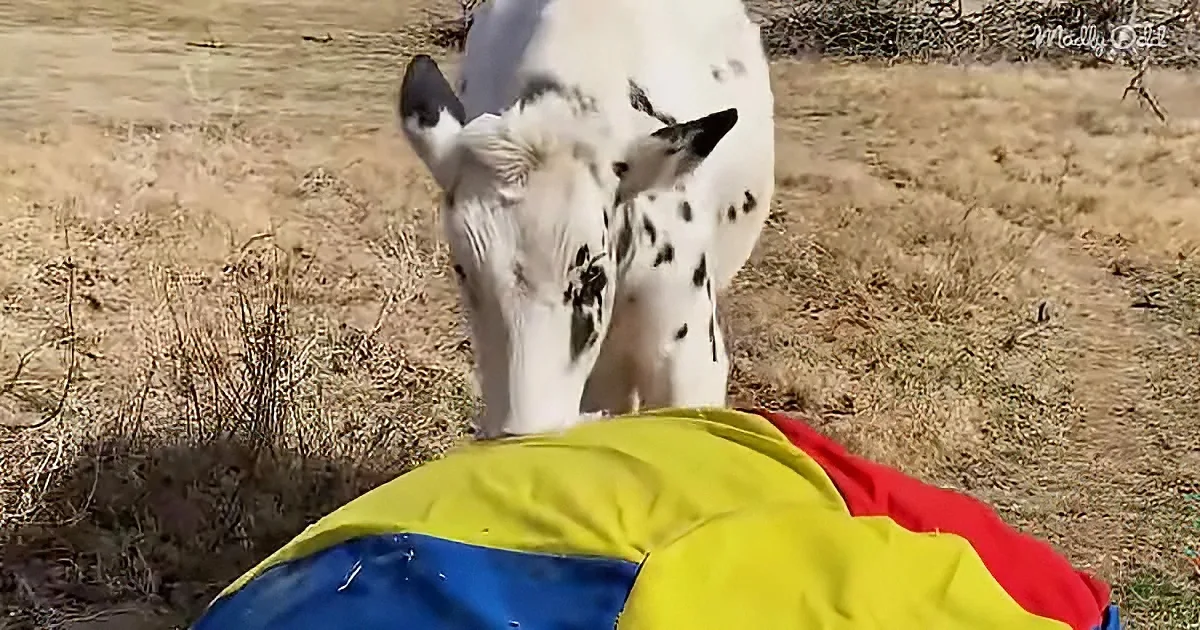 A cow with black spots on its white face stands over a colorful blanket in a dry grassy field.