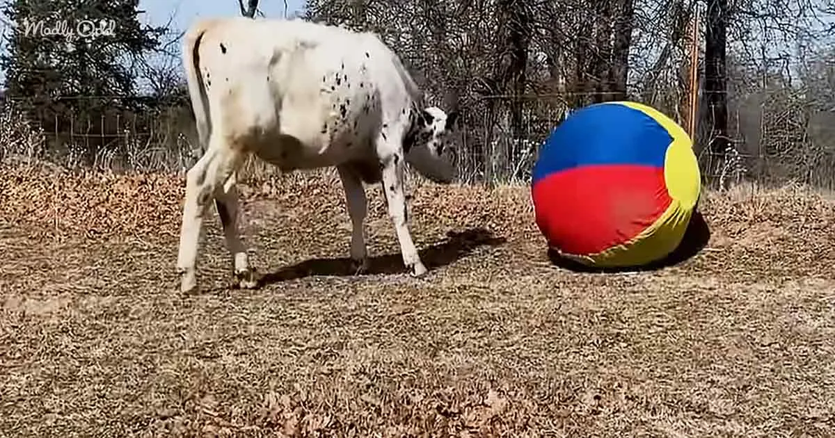 A cow stands near a large, colorful beach ball in a dry, leaf-strewn field with bare trees in the background.