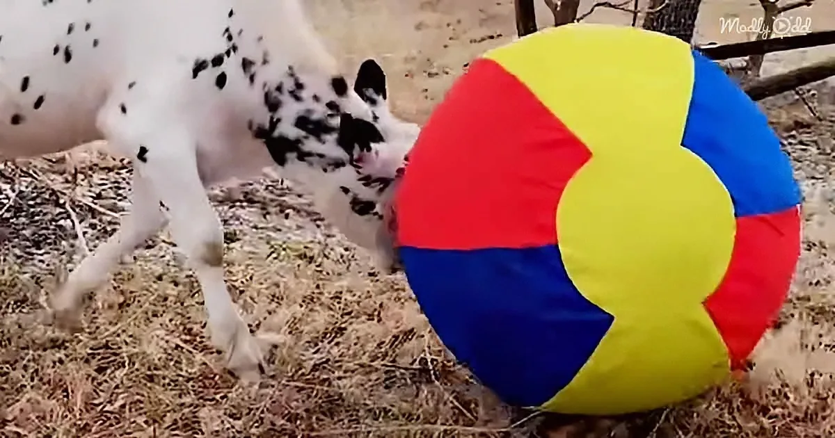 Rescue Calf Is Thrilled When His Mom Gets Him a Gift