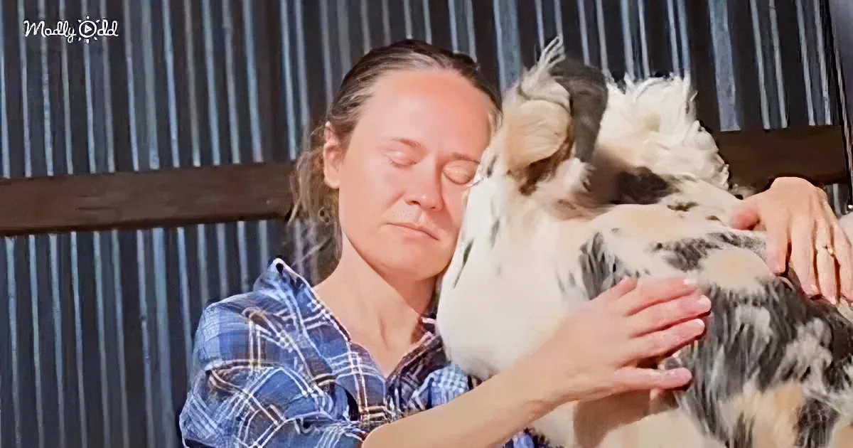 A woman in a plaid shirt holds a white and black goat, both appearing relaxed.