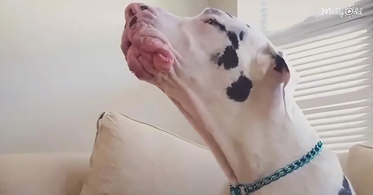 A large white dog with black spots rests its head on a beige cushion, looking upwards.