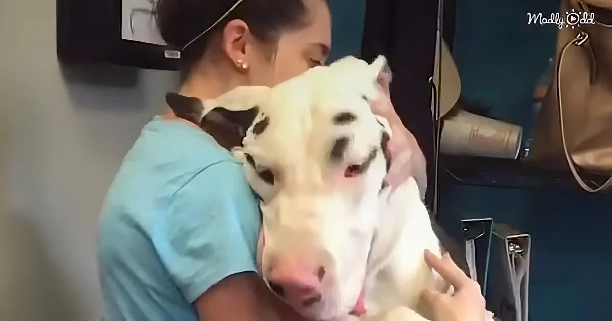 A woman in blue holds a white dog with black spots, both appearing calm and content.