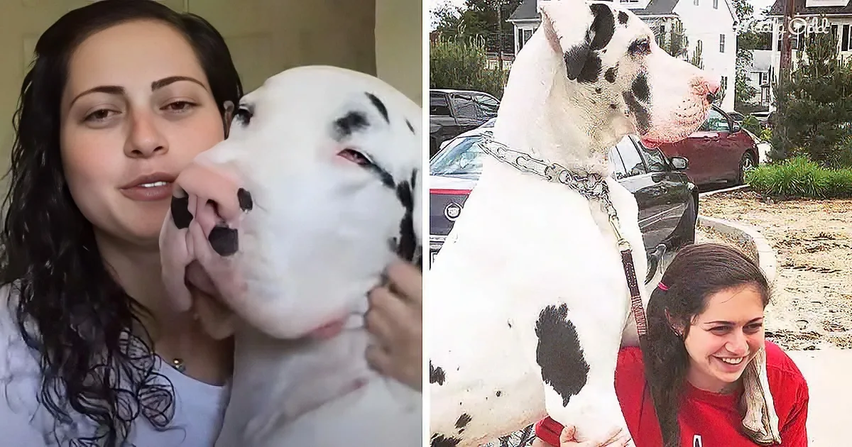 Great Dane Pouts When His Mom Forgets His Morning Hug