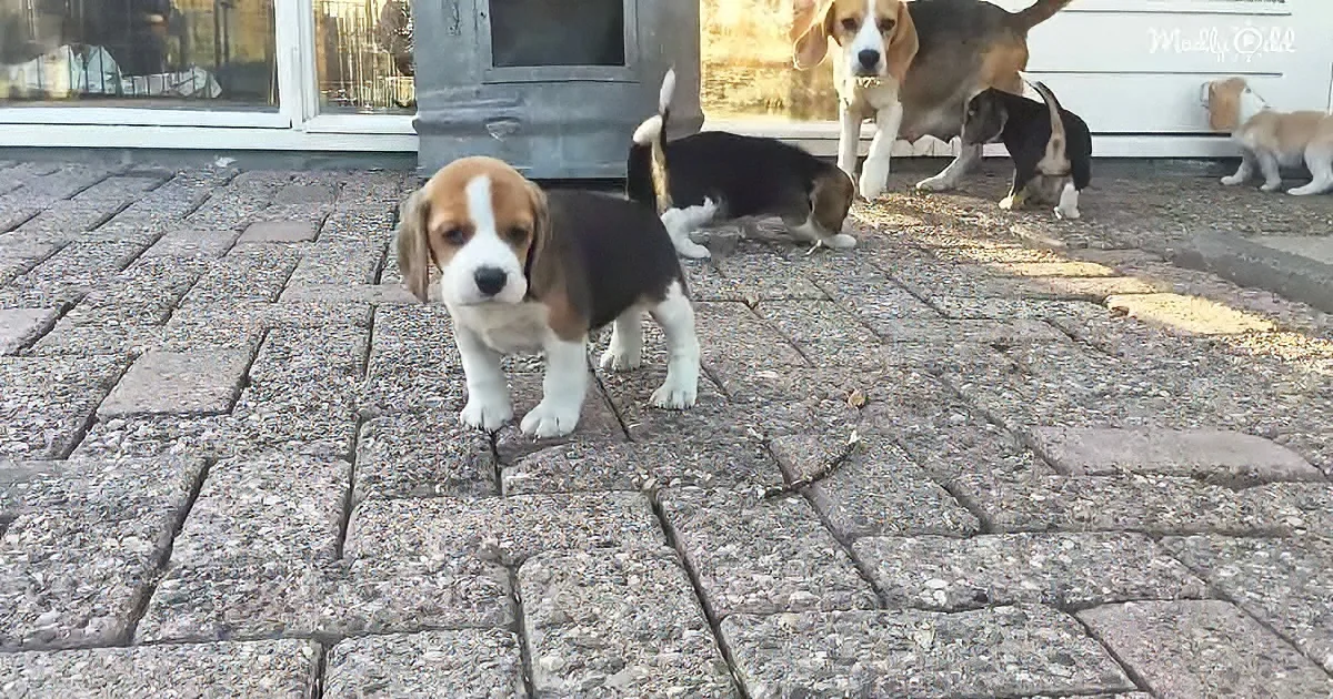 A beagle puppy stands on a cobblestone path, holding a stick, with other beagles in the background.