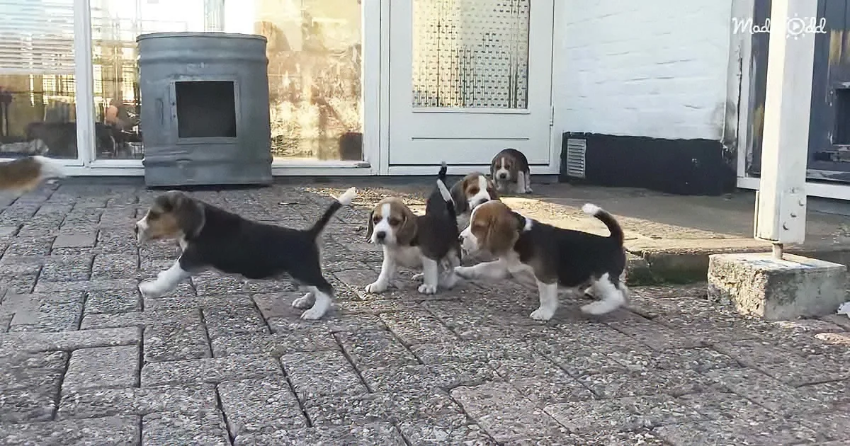 5 Beagle Puppies Go Outside to Explore for the First Time