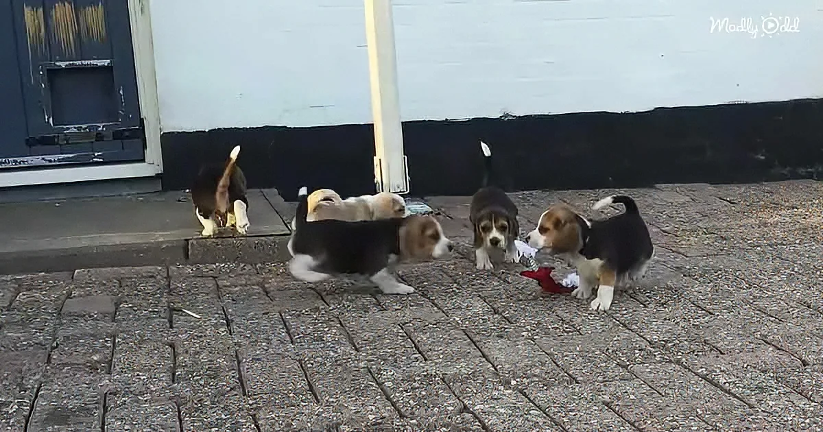 Four beagle puppies are playing on a brick sidewalk near a door.
