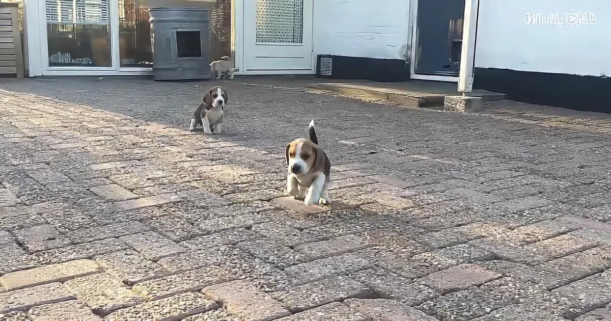 Two Beagle puppies sit on a cobblestone path in front of a house.