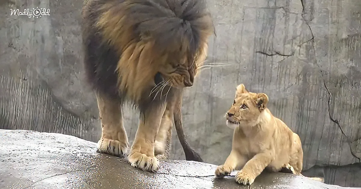 Lion cubs and their dad