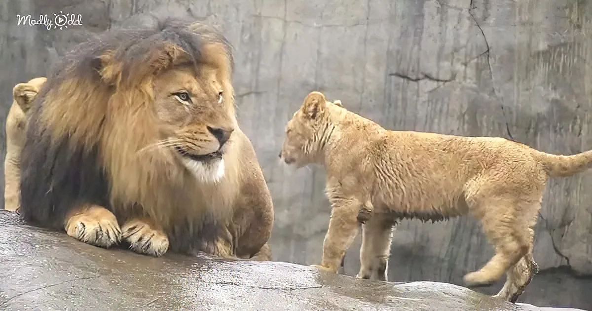 Lion cubs and their dad