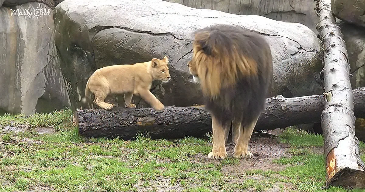 Lion cubs and their dad