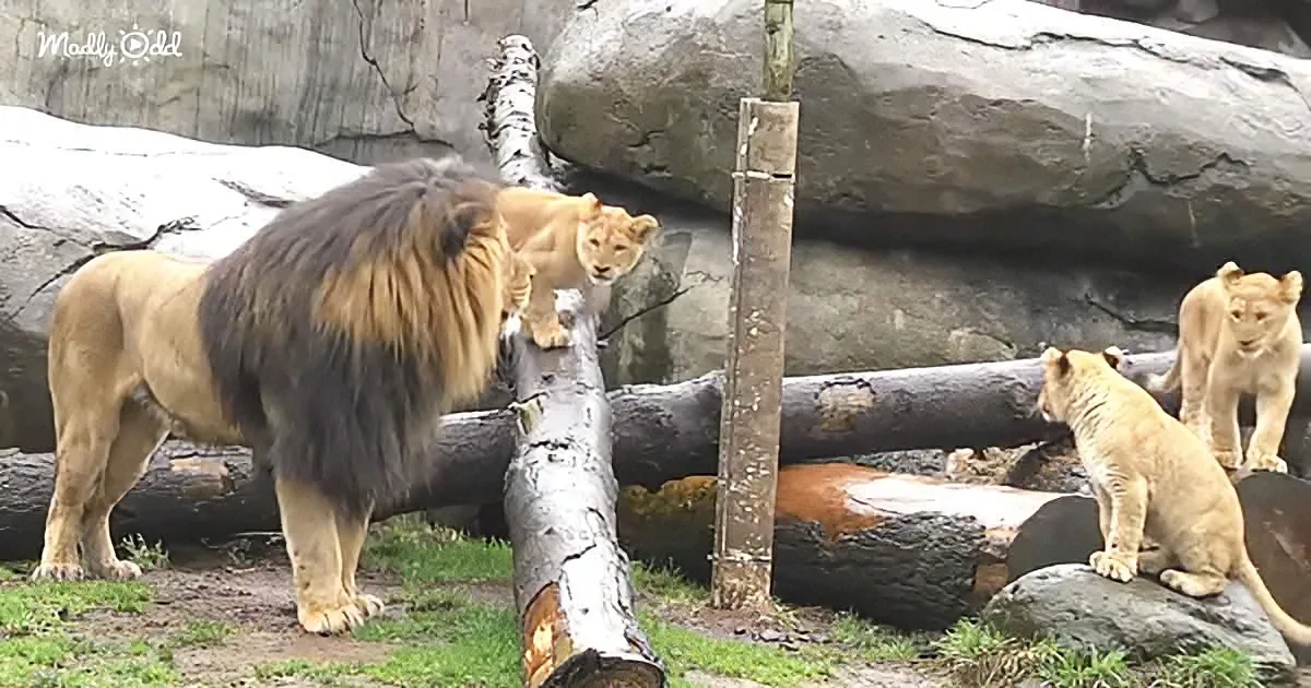 The Cutest Lion Cubs Meet Their Dad for the First Time