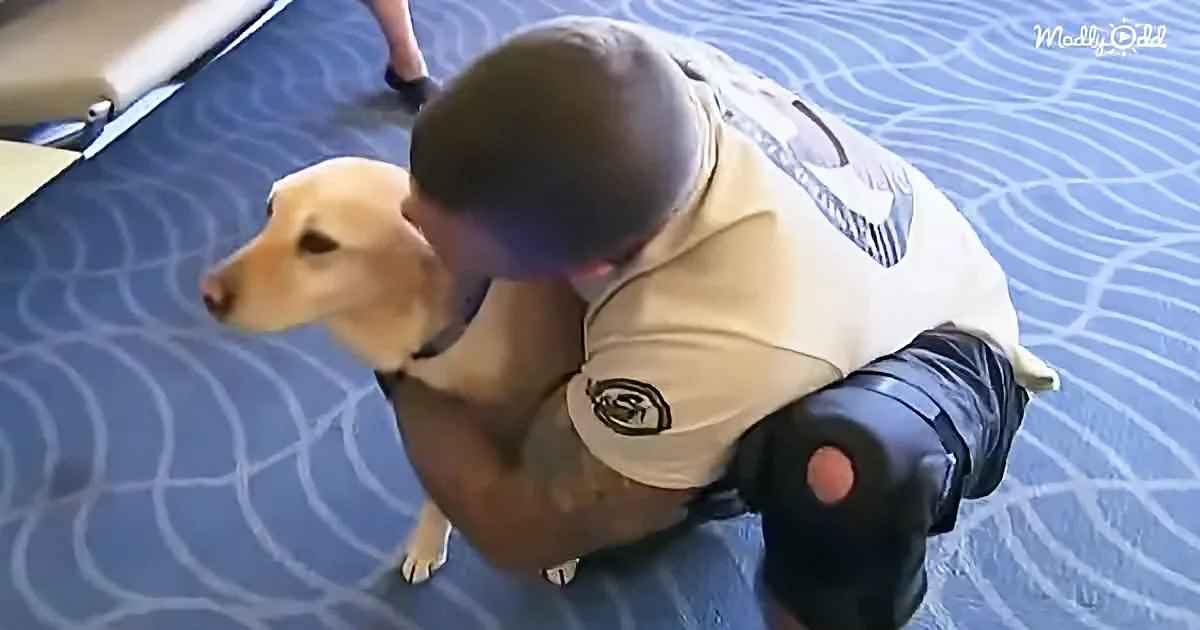 Retired Service Dog and Soldier Reunited After Two Years Apart