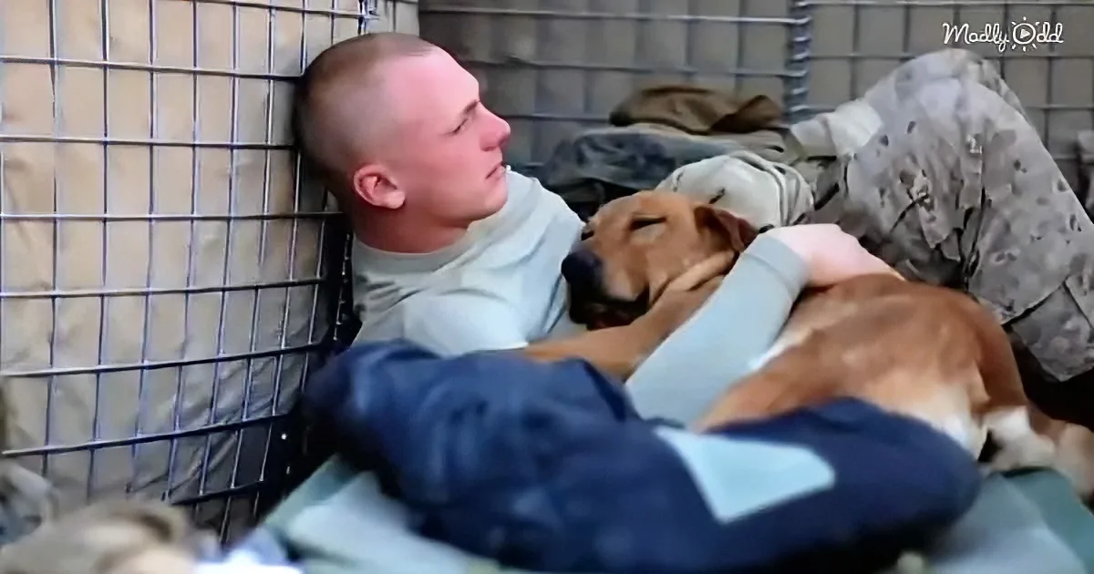 Service dog and soldier